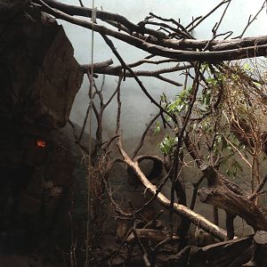 Central Park Zoo- Coati Exhibit