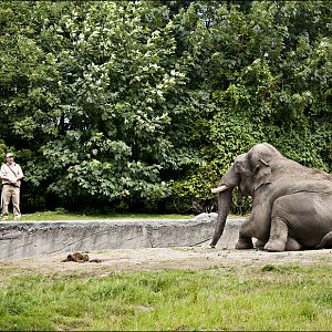 Elephant training at Hamburg
