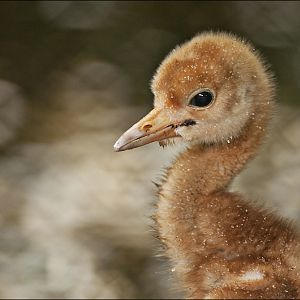 Young crane at Hamburg