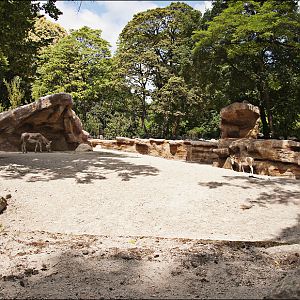 The new desert enclosure at Hamburg