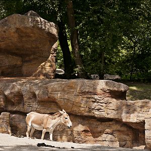 The new desert enclosure at Hamburg