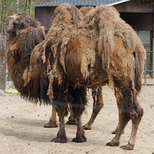 camels