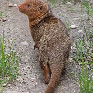 Dwarf mongoose