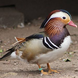 Mandarin duck drake
