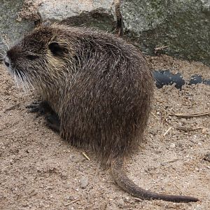 Young nutria
