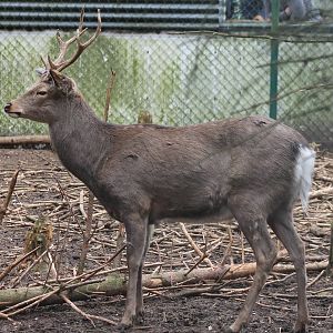 Japan sika male