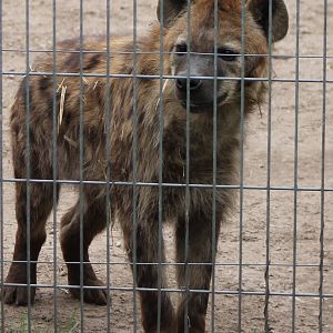 Spotted hyena