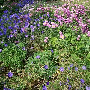 Filey Bird Garden and Animal Park, gardens 12th July 2013