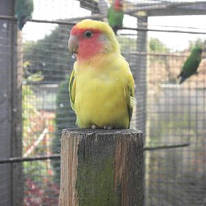 Filey Bird Garden and Animal Park, Peach-faced Lovebird 12th July 2013