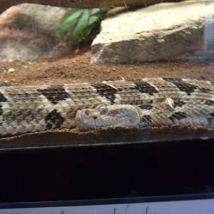 Timber Rattlesnake