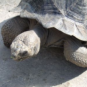 Galapagos Giant Tortoise