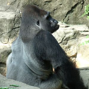 Western Lowland Gorilla