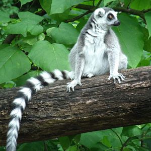 Ring-Tailed Lemur