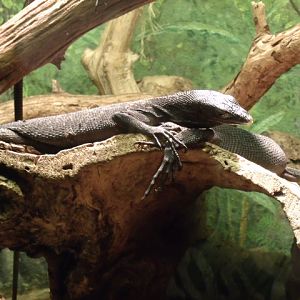 Black Tree Monitor