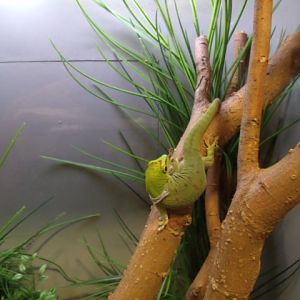Madagascar Giant Day Gecko