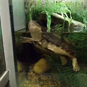 African Helmeted Turtle