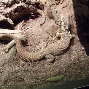Ackies Dwarf Monitor