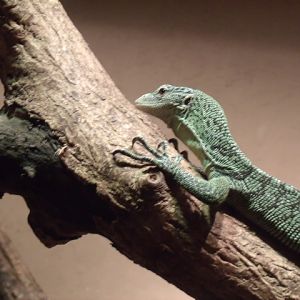 Green Tree Monitor