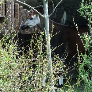Okapi