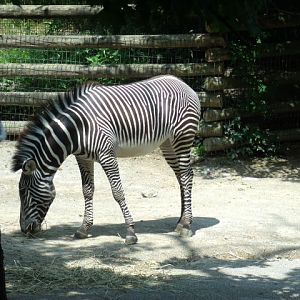 Grevy's Zebra