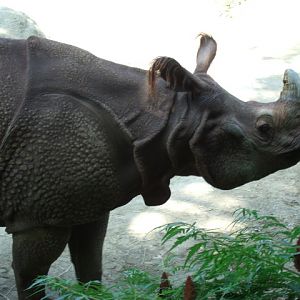 Indian Rhinoceros