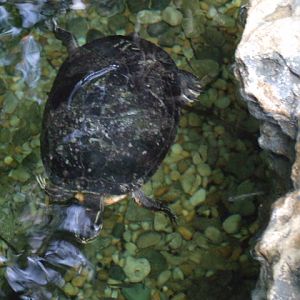 Yellow-Bellied Slider