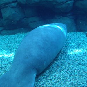 Florida Manatee