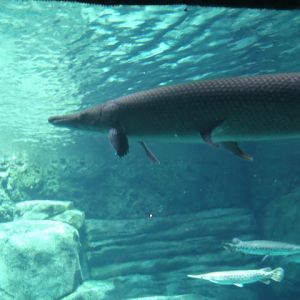 Alligator Gar and Longnose Gar