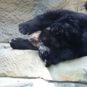 American Black Bear