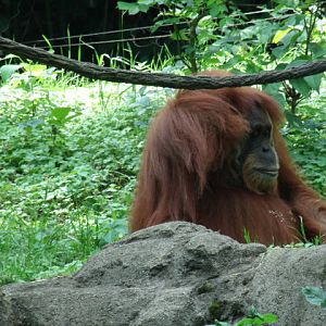 Sumatran Orangutan