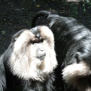 Lion-Tailed Macaques