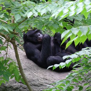Bonobos