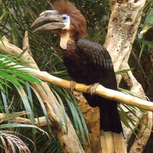 Black-Casqued Hornbill