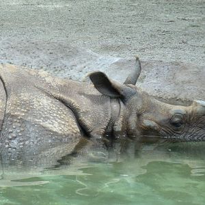 Indian Rhinoceros