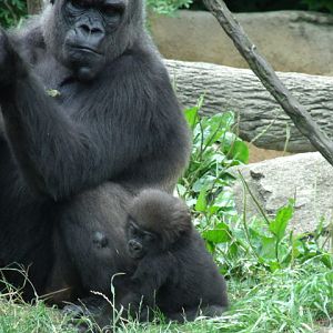 Western Lowland Gorillas