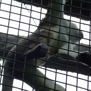 Grey's Crowned Guenon