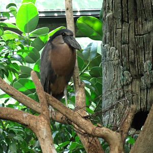 Boat-Billed Heron