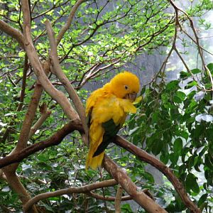 Golden Conure