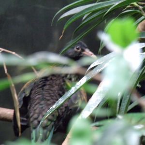 Nicobar Pigeon (Juvenile)