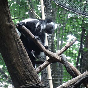 Peter's Angolan Colobus