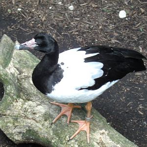 Magpie Goose