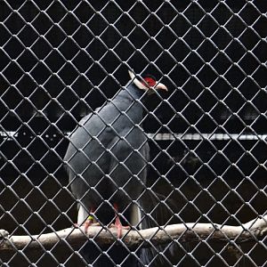 Crossoptilon auritum