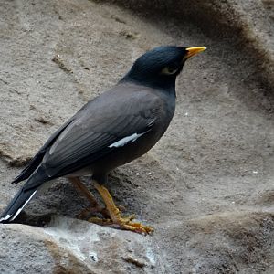 Acridotheres tristis