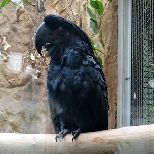 Probosciger aterrimus