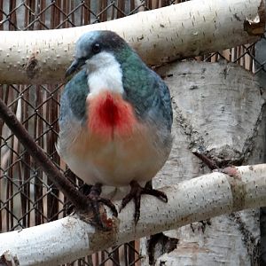 Gallicolumba luzonica