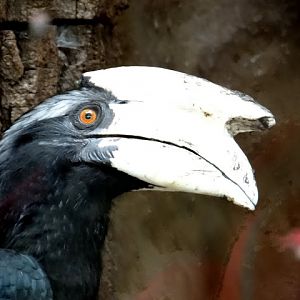 Anthracoceros malayanus