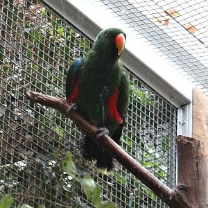 Eclectus roratus polychloros