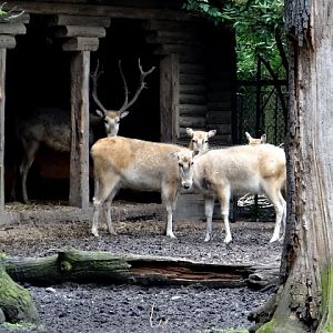 Elaphurus davidianus