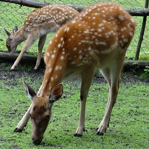 Cervus nippon hortulorum