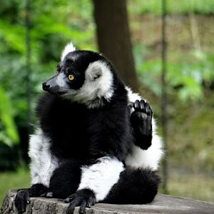 Varecia variegata variegata